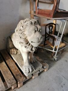 coppia di leoni